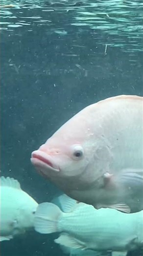 White Tilapia#shortvideo #shortfeed #shorts #short #lakadnicoaya