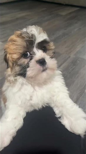 Shipoo puppies