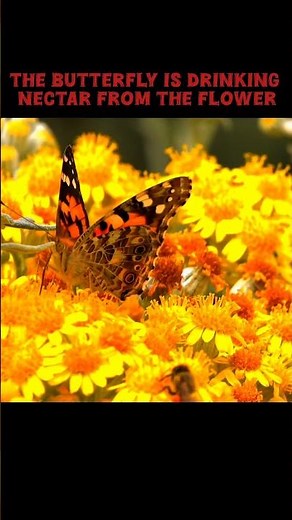 The butterfly is drinking nectar from the flower| #butterfly #nature