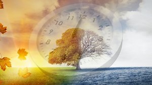 Digital Composite Tree Winter Autumn Seasons Stock Footage Video (100% Royalty-free) 1031098382 | Shutterstock