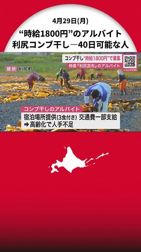 【時給1800円】全国からアルバイト募集―特産『利尻昆布』の“コンブ干し” 40日以上働ける18歳以上対象…3食付きで宿泊場所提供し交通費一部支給 「コンブ干しをやってから漁師になる人も」北海道利尻町 #北海道 #北海道利尻町 #アルバイト #交通費一部支給 #tiktokでニュース