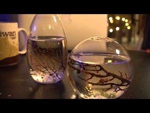 EcoSphere Reivew - a self-sustaining shrimps ecosystem?