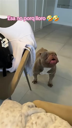 American Bully: A Passionate Breed Enthusiast