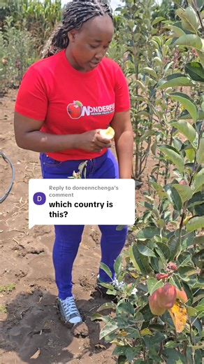 Wonderful heaven fruits orchard IS based in laikipia county Nyeri nyahururu road To contact us 0790 266190 or 254727964458 254727770778 | Wonderful heaven fruits orchard