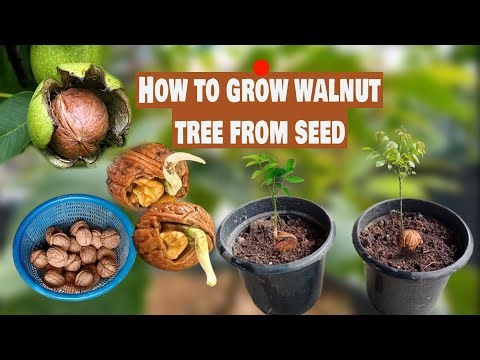 How to grow walnut tree from seed #Growing Walnut trees in pots #The Walnut Growing Process #আখরোট