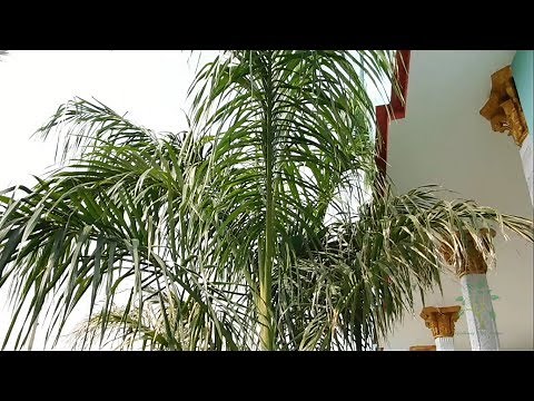 Bottle Palm Tree/Royal Palm Care