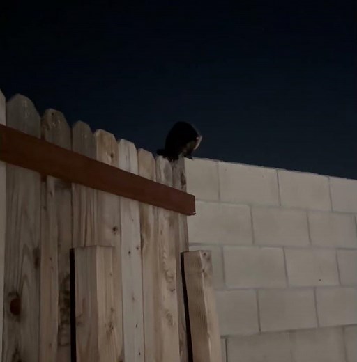 A Possum walking on the fence at night