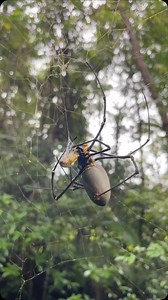 The giant golden orb-weaver (Nephila pilipes) is a fascinating species of spider known for its impressive size and striking golden webs. Here are some intriguing facts about this remarkable arachnid: General Facts • Size: Female giant golden orb-weavers are much larger than males, with body lengths reaching up to 5–6 cm (2–2.4 inches) and leg spans exceeding 15 cm (6 inches). Males are significantly smaller, often less than 1 cm (0.4 inches). • Web: Their webs can span over a meter (3 feet) wide