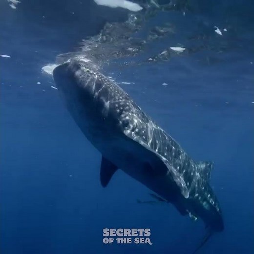 Secrets of the Sea - The Wondrous Whale Shark