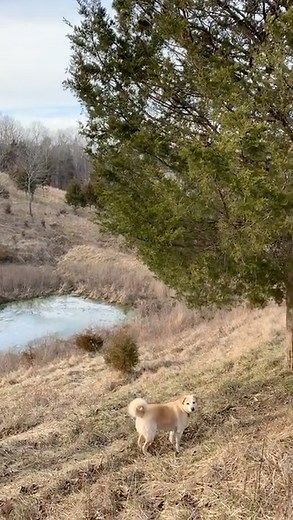 Kentucky hunting lease now available on HLRBO! 39 acre of rolling and steep hills with creeks and pond. Approximately 34 acres is fields and 5 acres wooded. Pretty views. Abundance of whitetail deer, turkey, quail, and coyote. This includes exclusive hunting rights for the 2025-26 deer season (up to 4 hunters). Located 45 minutes from Louisville, 45 minutes from Lexington, and 1.5 hours from Cincinnati. Cabin on property may be available to rent as well. #hlrbo #hunting #huntinglease #hunters #l