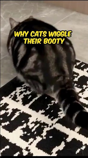 Why Cats Wiggle Their Booty Before They Pounce 🐱💥