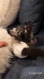 54K views · 1.5K reactions | Crazy kid!  #cute #animal #viral | Jacob Feder | Facebook