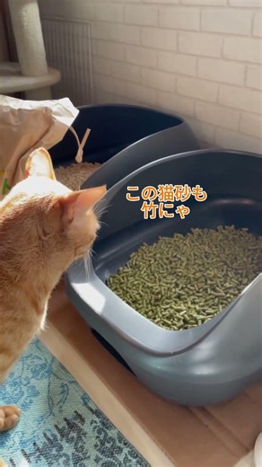 竹でできるもの①#猫砂 #Shorts