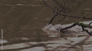 Close-up of water ripples flowing over swaying tree branch and leaves being collected on surface of fast-flowing river