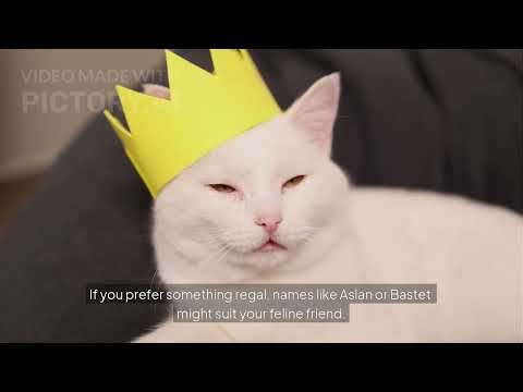 Best Names for White Cats Shine Bright with Your Feline