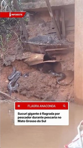 Sucuri Gigante é Flagrada por Pescador no Mato Grosso do Sul 😱🐍