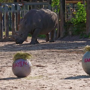 4.9K views · 267 reactions | Ready, set, Rhino! See Kayin continue to grow and how she got her name on the next episode of Secrets of The Zoo: Tampa this Sunday at 9/8c on Nat Geo Wild #getwildsafely #zootampa #unlocktampabay | ZooTampa at Lowry Park | Facebook