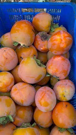 🍑A época de colheita do nosso dióspiro acontece de finais de setembro a dezembro. Somos suspeitos, mas é uma das culturas mais bonitas que podem ver, o contraste da cor laranja com o verde e o céu azul, que se faz sentir no Algarve ao longo de quase todo o ano, é maravilhoso! ☀️ #luissabbo #dióspiro #algarve #oSaberDoSabor #Algarve #Tavira | Luís Sabbo - Frutas do Algarve