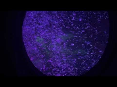 Finding Nemo Underwater Ride!! Disney California Adventure