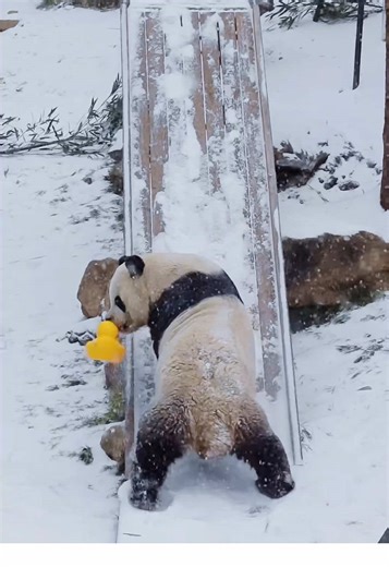 Cute Panda Dance Video