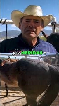 Potros Rosillos: Entiende las Marcas del Maíz Únicas #shorts