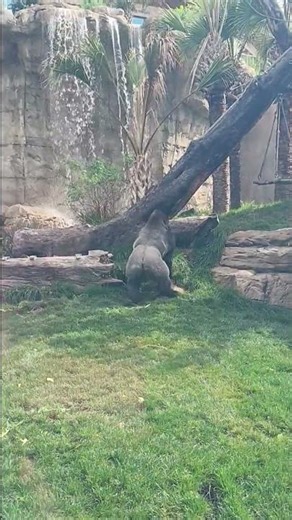 Playing with the swing. #sanantoniozoo #gorilla #gorillas #zoo