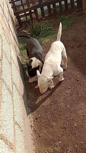 Linda Noche 🐶💖