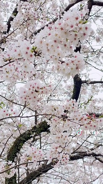 MIKA-SANPO『桜 in湯河原』 #だーみか🍊 #お散歩動画 #桜 #お花見 #sakura #🌸 #湯河原 #映えスポット #春 #Spring #穴場 #湯河原温泉 #熱海 #atami #yugawara #ゆgaベ参戦中 #TikTokLIVE #JAPAN #japanese #actress #playwriter #女優