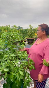 Chilli plant update! 🌶️🌿 My little green warriors are thriving, and tiny buds have started to appear—soon they’ll turn into fiery red chillies! I’ve been giving them plenty of sunlight, well-draining soil, and consistent watering without overdoing it. A weekly dose of organic fertilizer keeps them healthy and productive. Watching them grow from seed to spicy superstar is such a rewarding journey! Whether you love them mild or hot, growing your own chillies is a fun and flavorful experience. Ca