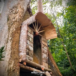 20K views · 379 reactions | "Living Inside a Giant Tree Trunk " #survival #bushcraft #offgridlife | Kinza lorai | Facebook