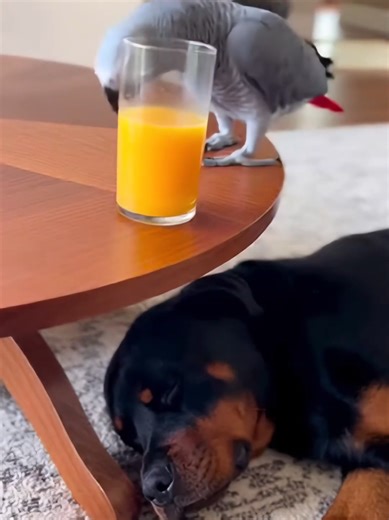 Episode 31: The Bad Dog Adventures