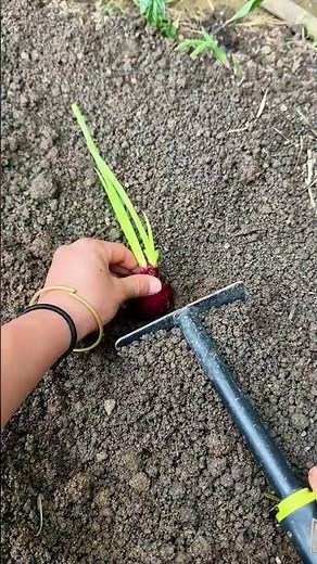Agricultural Basics: How to Properly Plant Sprouted Red Onions | 農業の基本：発芽した赤玉ねぎの正しい植え付け方法