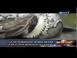 Snake Explodes Eating Alligator Video