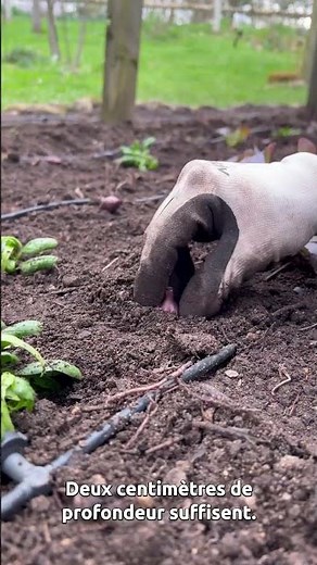 🌱 It's time to sow in the vegetable garden #mrbricolage #pierrelecultivateur