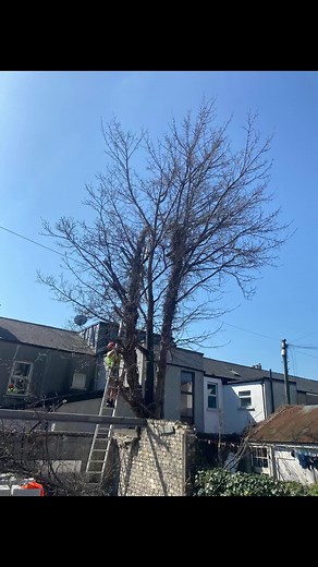 Hazardous Tree Removal in Drumcondra, Dublin 9