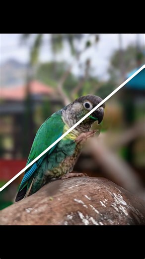 #ytshorts #mobilephotography #birdphotography#viralshorts Green-cheeked Parakeet#kinemaster#viral