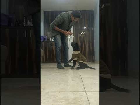 How to Stop a Labrador Puppy from Jumping | Collar, Leash & Sit Training By SLDTAXKP (KrossPawws)