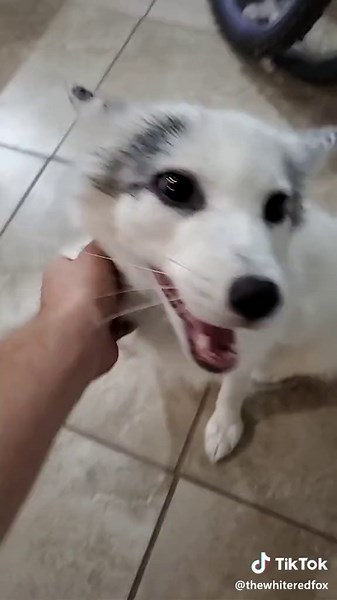 Heartwarming Fox Playtime for Kids to Love and Smile