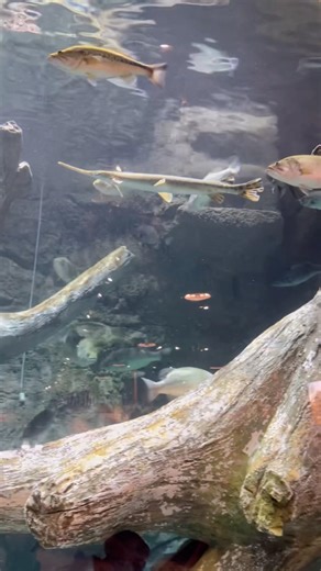 Bass Pro Shop 🐟🎣 #livingonafarm #fish #aquarium #native #cute #texas