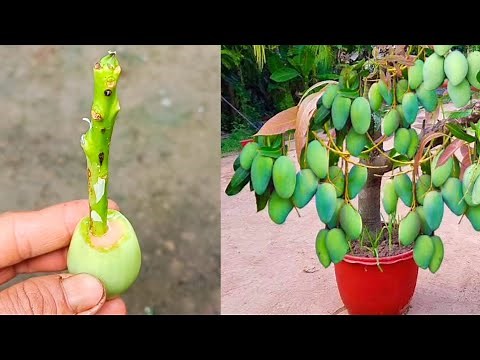 How To Propagation Mango Tree From Cutting | Grow a Mango Tree From a Branch