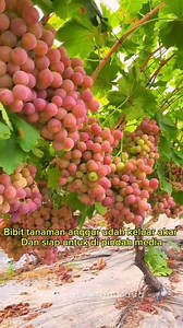 314K views · 2.8K reactions | Cara mudah membuat bibit tanaman anggur #okulasi #stekbatang #bibitanggur #petani #berkebun | Reirai PetaniMuda | Facebook