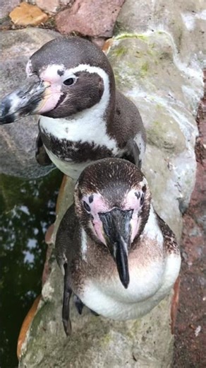 🐧💍Pinguinliebe💍🐧 #springvibes #naturepark #frühling #amazing #animals #pinguin #pinguins #love