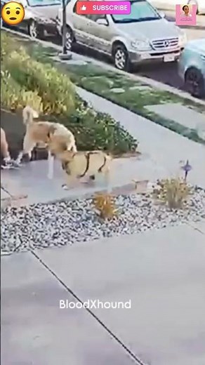 Pit Mix REGRETS Attacking Akita