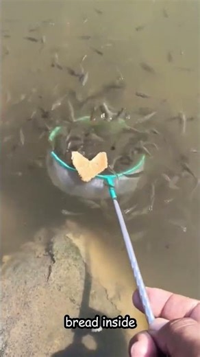 Unique Way to Catch Fish with a Strainer and Bread #animalshorts #funnyvideo #tech