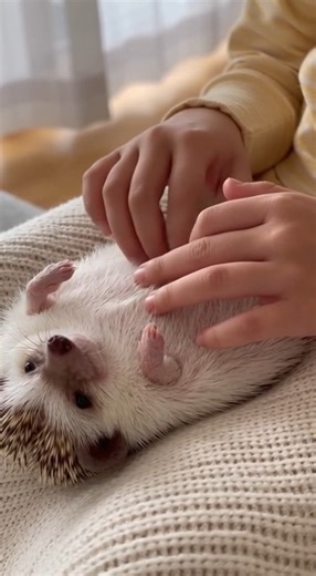 Hedgehog enjoying some cozy massage time! 💆🦔 Rate this cuteness 1–10 if you’re a true hedgehog lover! ❤️ #hedgehog | The Daily Hedgehog Show