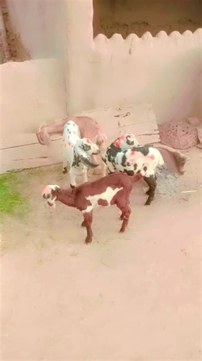 Javed HD TV (@javedhdtv786)’s videos with Be with You Pom E (Remix) - FirmaN RemiX