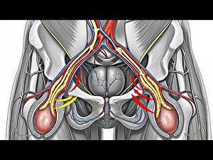 How Erectile Dysfunction Happens Inside the Body | Medical Explanation | Blood Flow Nerves Hormones