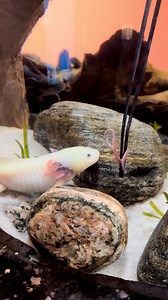 Let’s watch an axolotl feed with our aquarist, Flo! 💗 Axolotls are carnivorous! In their natural habitat they eat small prey like mollusks, worms, insects, other arthropods. Here at the aquarium, the animal care team feeds our axolotls 3 times a week, providing them with a healthy diet of earthworms, red wriggler worms, and grass shrimp 🪱🦐 Making sure they receive all the nutrients they need! #AxolotlWeek | Ripley's Aquarium of Canada