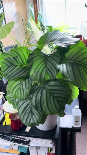 I got this Calathea Orbifolia as an $11 starter plant from @The Green Escape. It was small and leggy. It wasn’t until I placed her in Semi-hydro before she really took off! Now she’s just lovely! #calathea #orbifolia #pon #plantsmakepeoplehappy #plants
