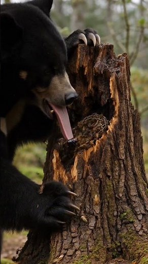 Sun Bear – Has the longest tongue of any bear for reaching honey.